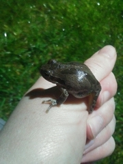 Pseudacris hypochondriaca