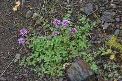 Thymus reverdattoanus