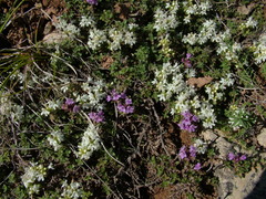 Thymus reverdattoanus