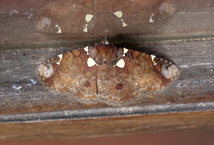 Antiblemma albipunctata