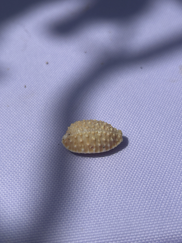 Nucleolaria granulata observed 2026-05-10