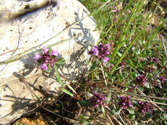 Thymus reverdattoanus