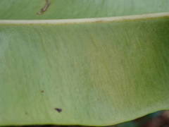 Elaphoglossum macropodium