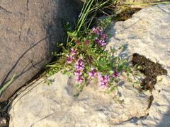 Thymus reverdattoanus