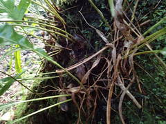 Elaphoglossum macropodium