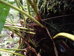 Elaphoglossum macropodium