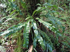 Elaphoglossum macropodium