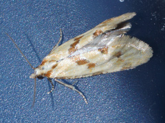 Aethes smeathmanniana