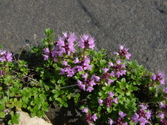 Thymus reverdattoanus