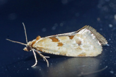 Aethes smeathmanniana