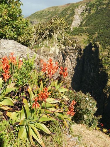 Aloe steudneri image