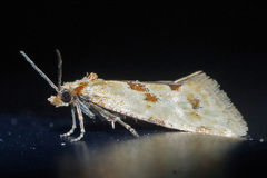 Aethes smeathmanniana
