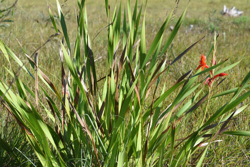 Watsonia pillansii