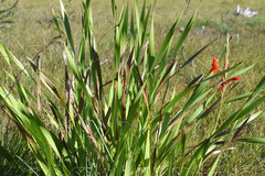 Watsonia pillansii