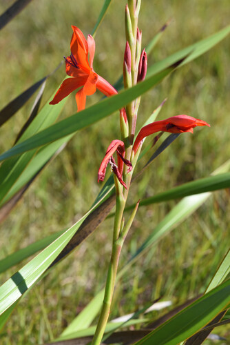 Watsonia pillansii, photograph 1