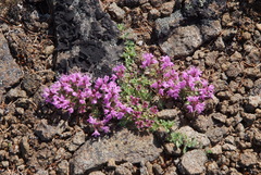 Thymus reverdattoanus