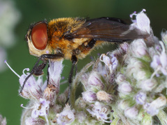 Phasia hemiptera