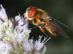 Phasia hemiptera