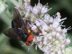 Phasia hemiptera