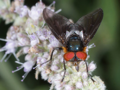 Phasia hemiptera