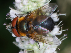 Phasia hemiptera