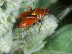 Deraeocoris ruber