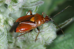 Deraeocoris ruber