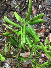 Agathis microstachya