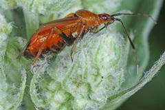 Deraeocoris ruber
