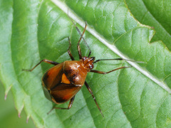 Deraeocoris ruber