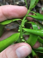 Agathis microstachya