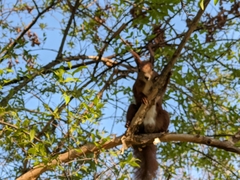 Sciurus vulgaris