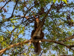 Sciurus vulgaris