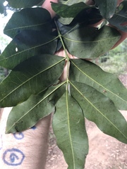 Flindersia australis