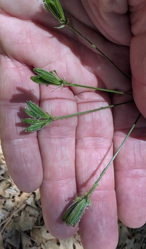 Osmorhiza brachypoda, 2026-05-15
