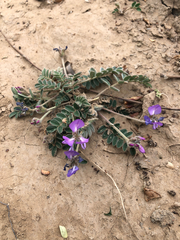 Gueldenstaedtia verna