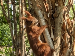 Sciurus vulgaris