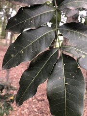 Flindersia australis