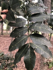 Flindersia australis