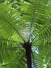 Alsophila borbonica