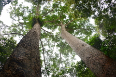 Agathis microstachya