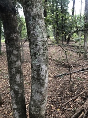 Flindersia australis