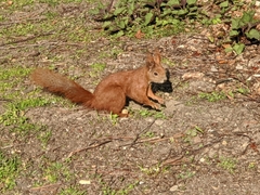 Sciurus vulgaris