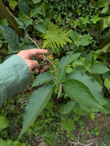 Witheringia solanacea, photograph 6