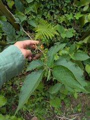 Witheringia solanacea, photograph (c) Sebastián Ordóñez, some rights reserved (CC BY)