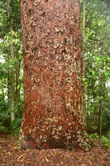 Agathis microstachya