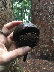 Agathis microstachya