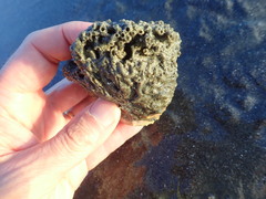 Neosabellaria kaiparaensis