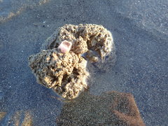 Neosabellaria kaiparaensis
