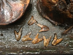 Agathis microstachya